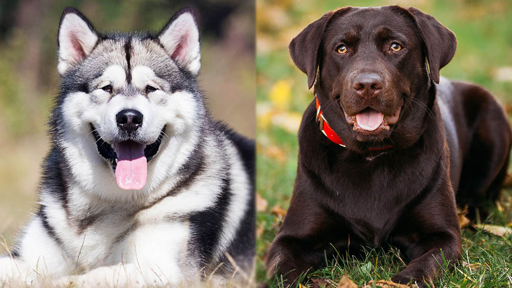 Malador puppy sales