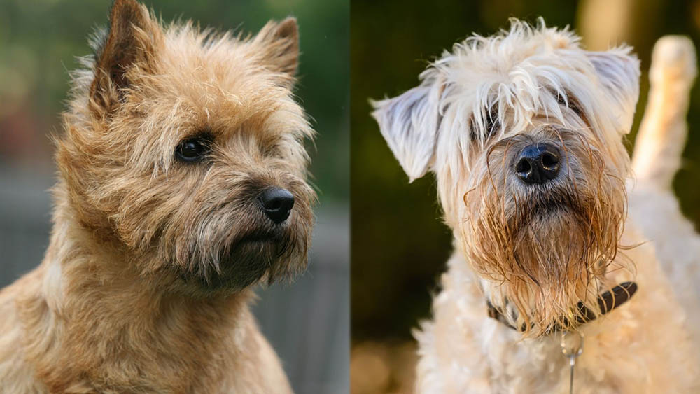 Parent Breeds of Cairn Terrier Wheaten Terrier Mix
