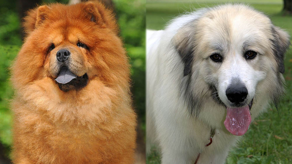 Parent Breeds of Chow Chow Great Pyrenees Mix