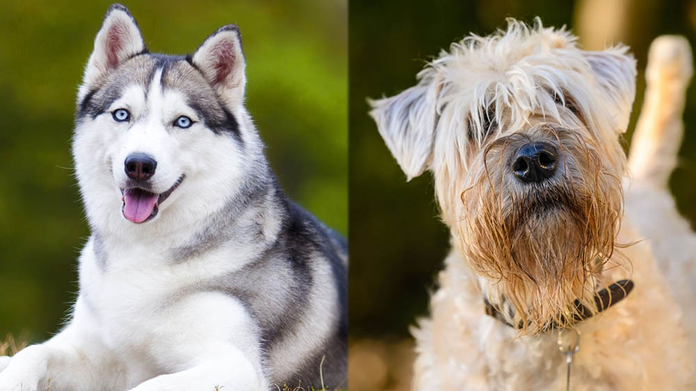 Parent Breeds of the Husky Wheaten Terrier Mix