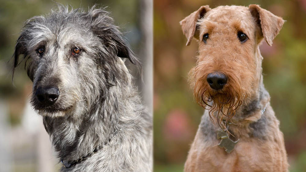 Parent Breeds of Irish Wolfhound Airedale Terrier Mix