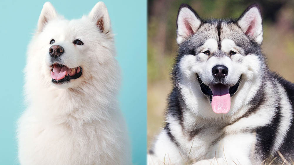 Parent Breeds of Samoyed Malamute Mix