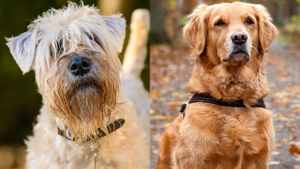 Soft Coated Golden Wheaten Terrier Golden Retriever Mix
