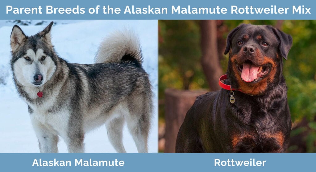 Parent Breeds of the Alaskan Malamute Rottweiler Mix