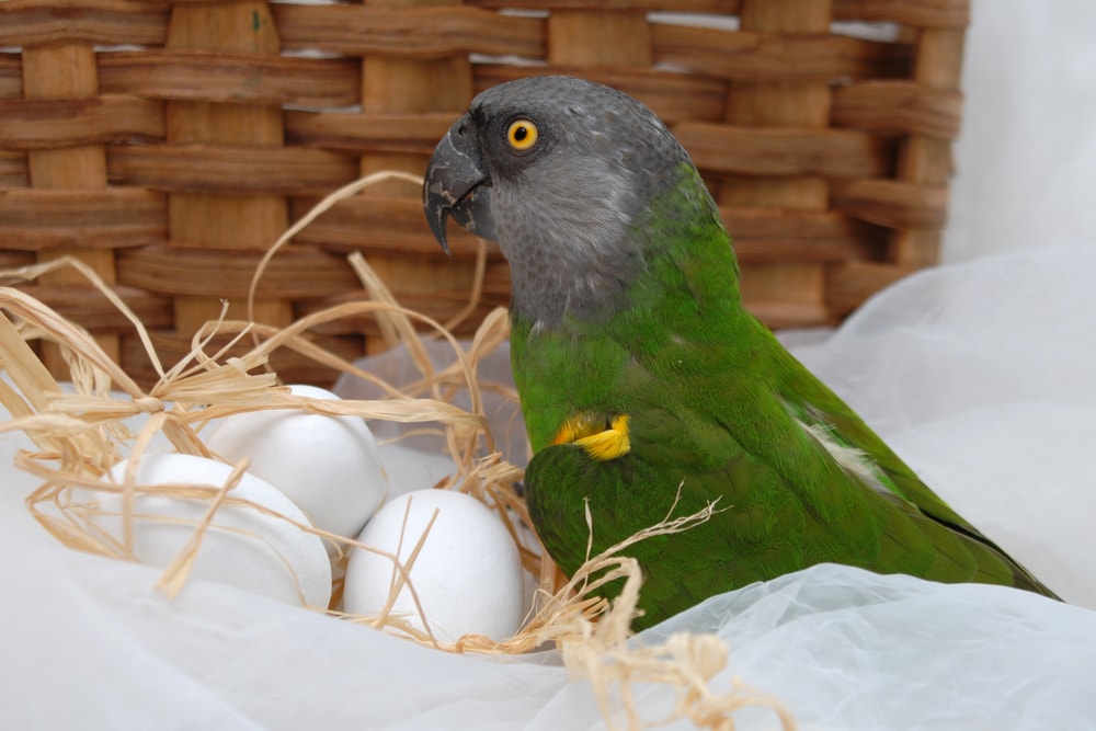 Parrot taking care of its eggs in a nest