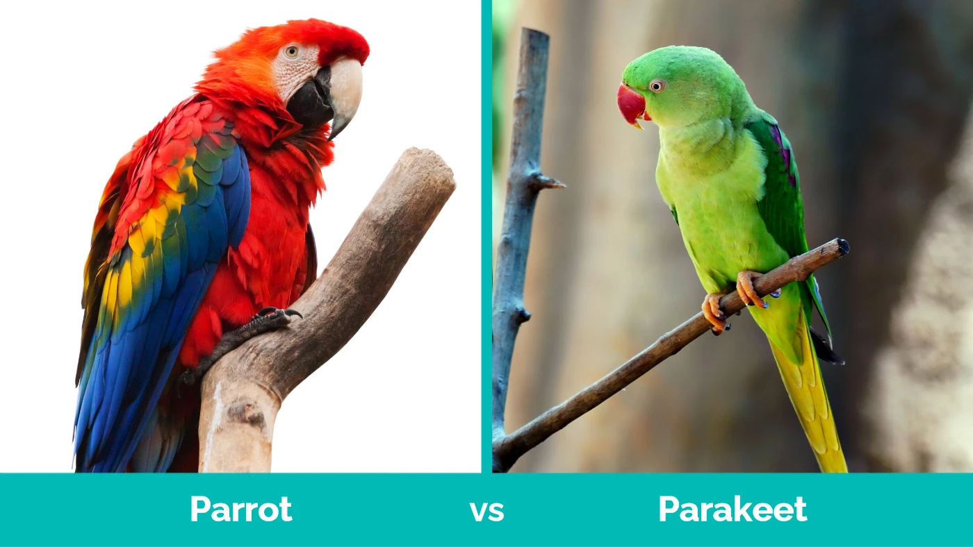 Parrot vs Parakeet - Visual Differences