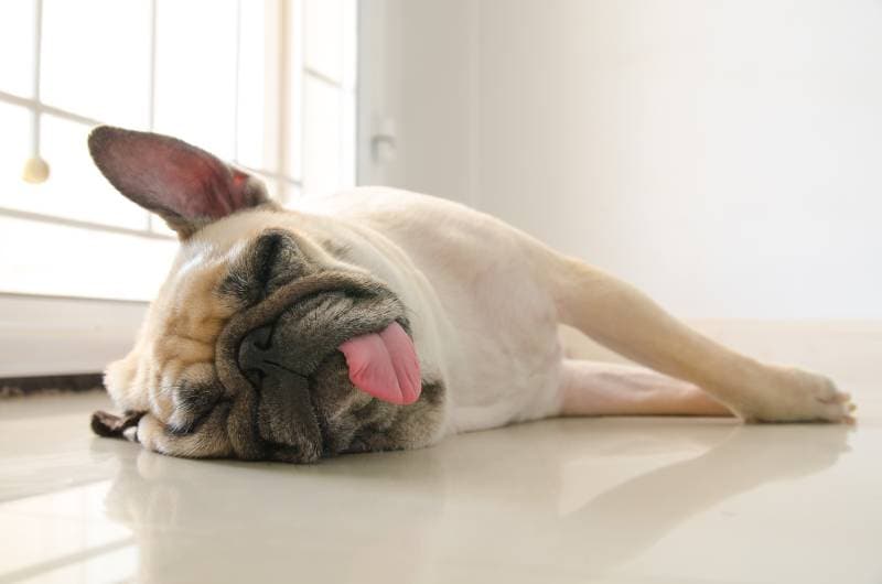 Pug Dog sleeping on the floor tongue sticking out