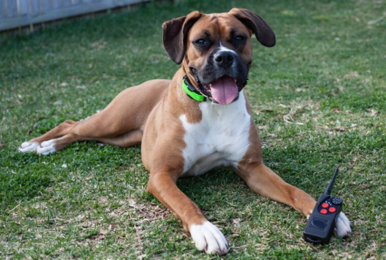 10 Best Dog Training Collars With Remotes 2024 Reviews & Top Picks