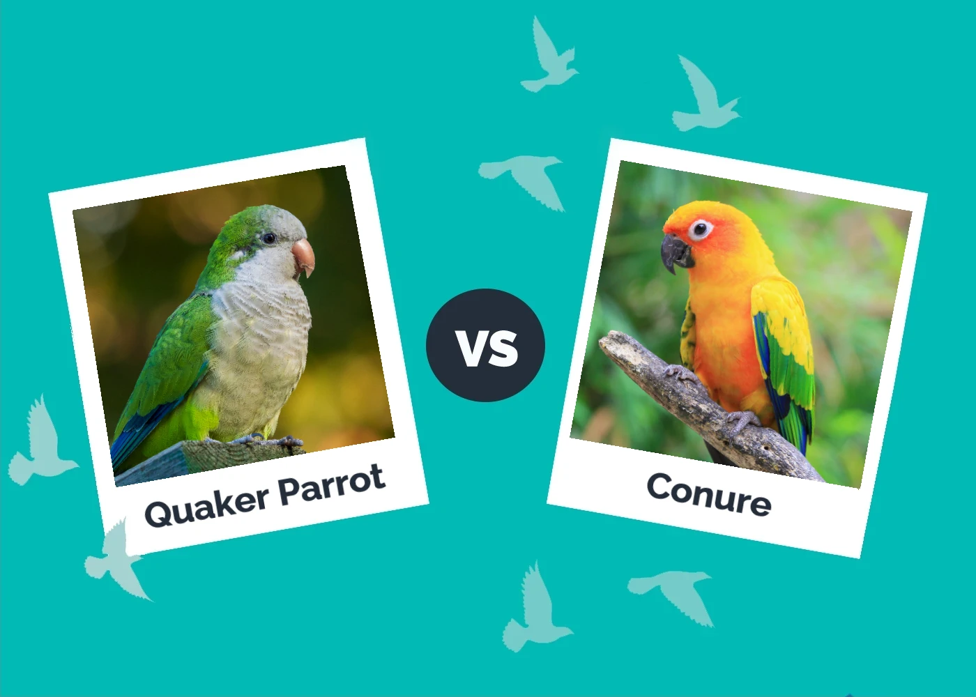 Quaker Parrot vs Conure - Featured Image