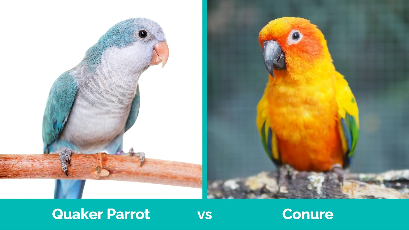 Quaker Parrot vs Conure - Visual Differences