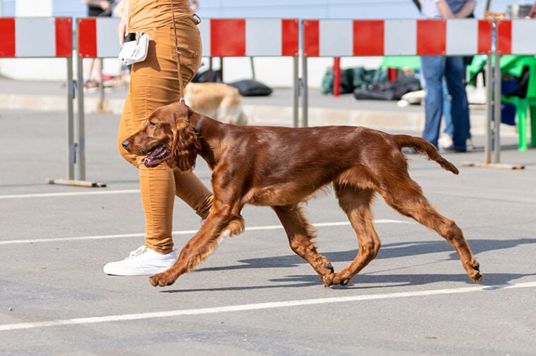 How Big Do Irish Setters Get? With Growth & Weight Chart Hepper