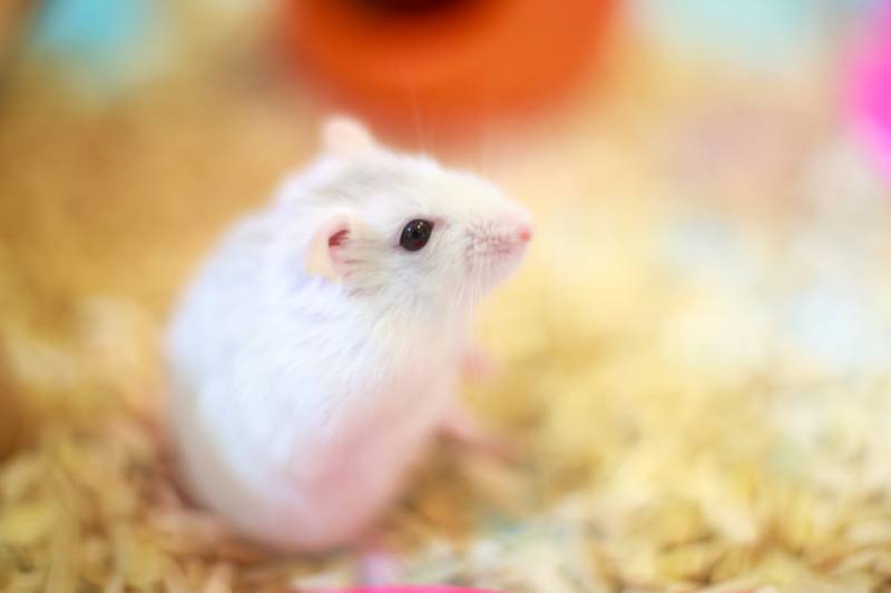 Hamster life expectancy with tumor? : r/hamstercare