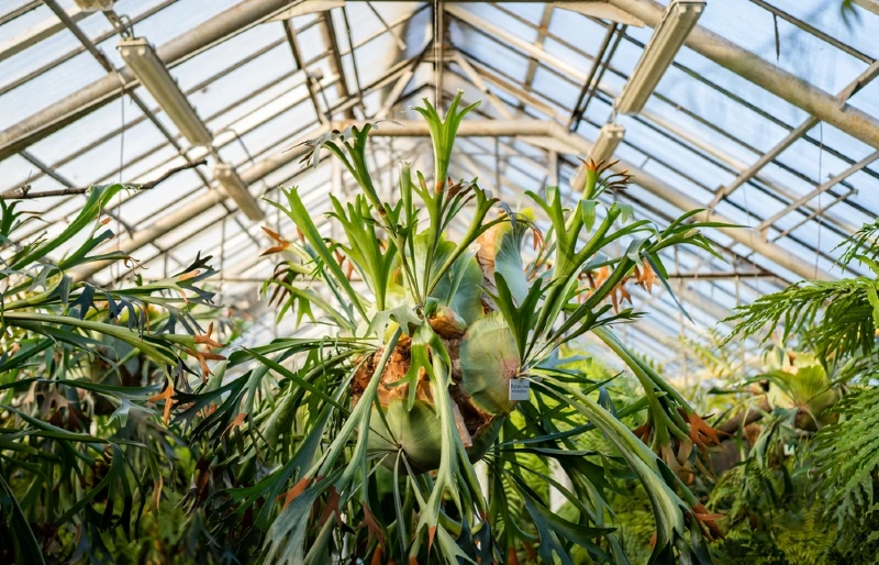 Staghorn Fern (Platycerium) hanging in a greenhouse