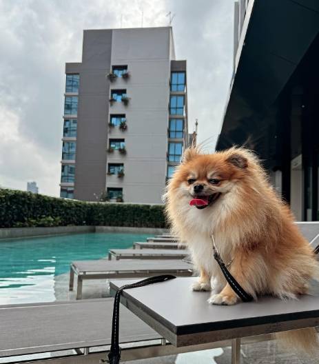 Staybridge Suites