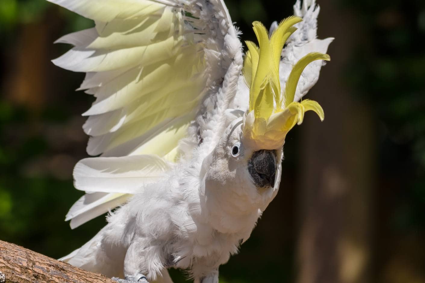 Sulphur-Crested Cockatoo