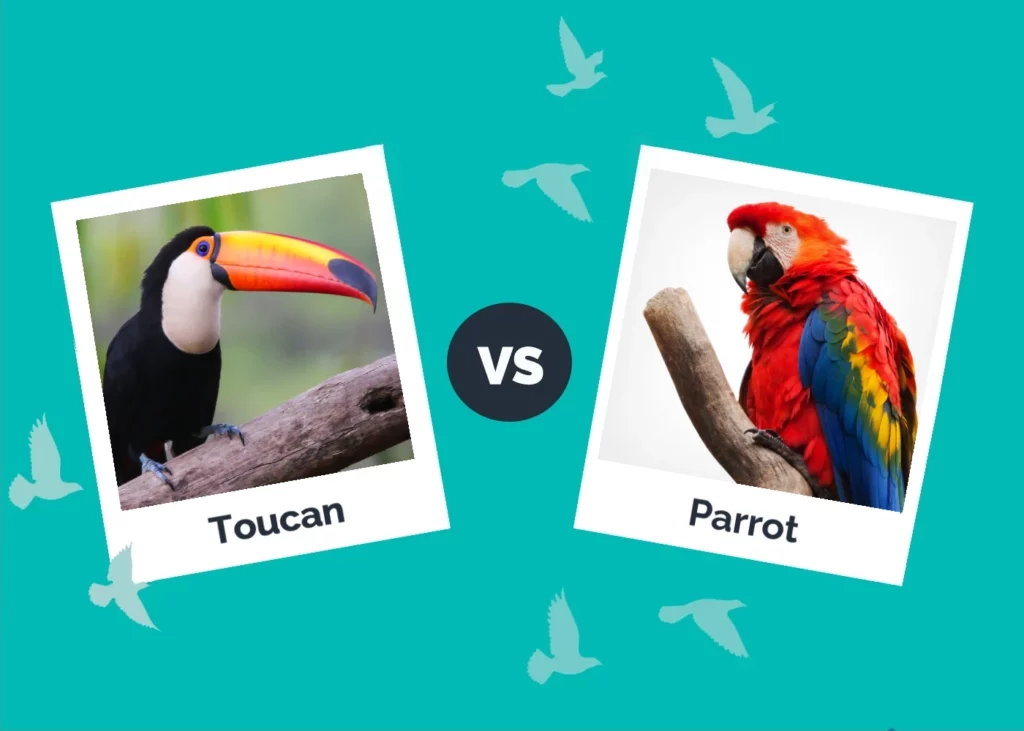 Toucan vs Parrot - Featured Image