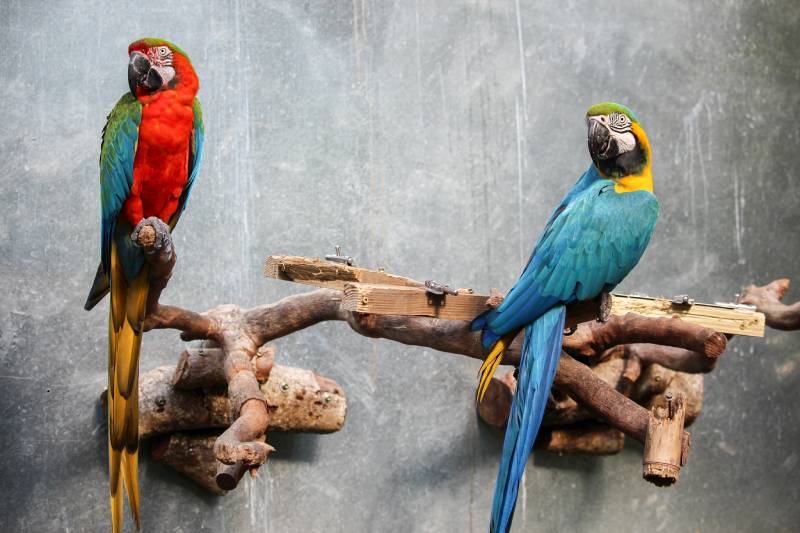 Two parrots standing on branches