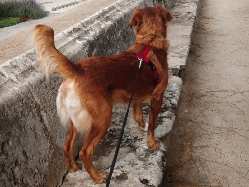Valencian Podenco on a leash