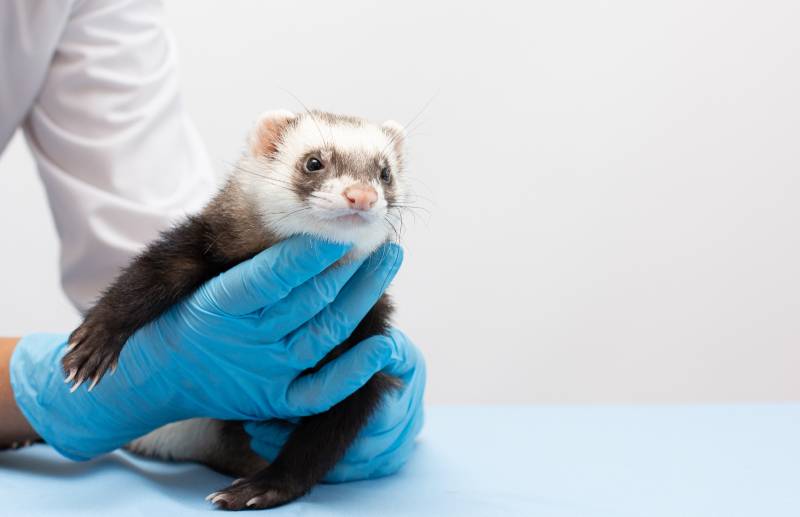 Vet examines a patient ferret