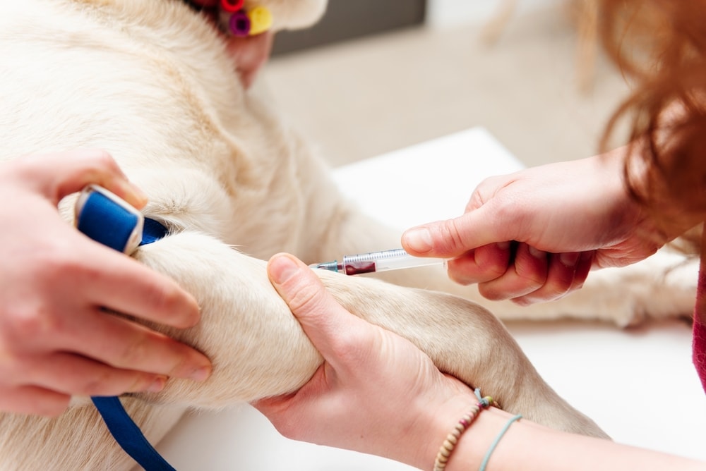 Vet extracting blood from a dog