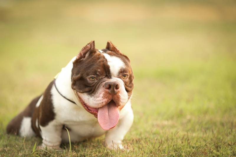 White-Choclate color micro american bully dog on the green grass