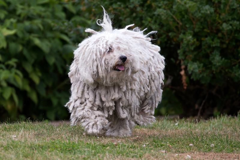 White Hungarian Puli dog with dreadlocks