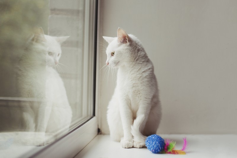 White cat indoor staring at the window