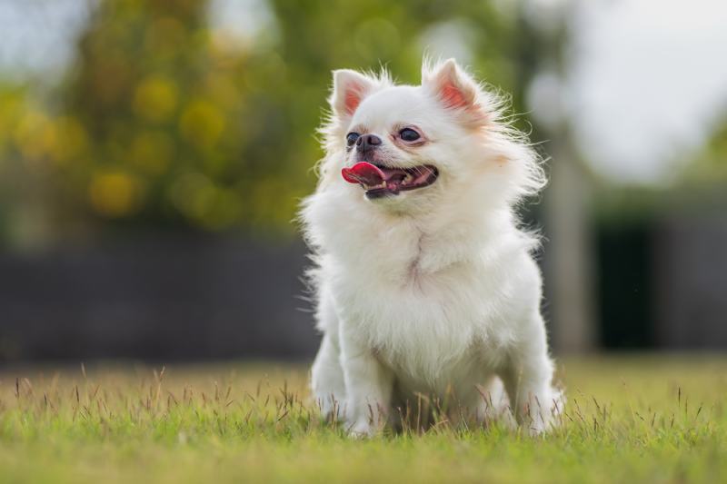 White chihuahua dog playing on the green grass