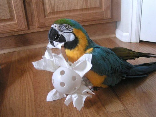 Wiffle Ball Tissue Toy