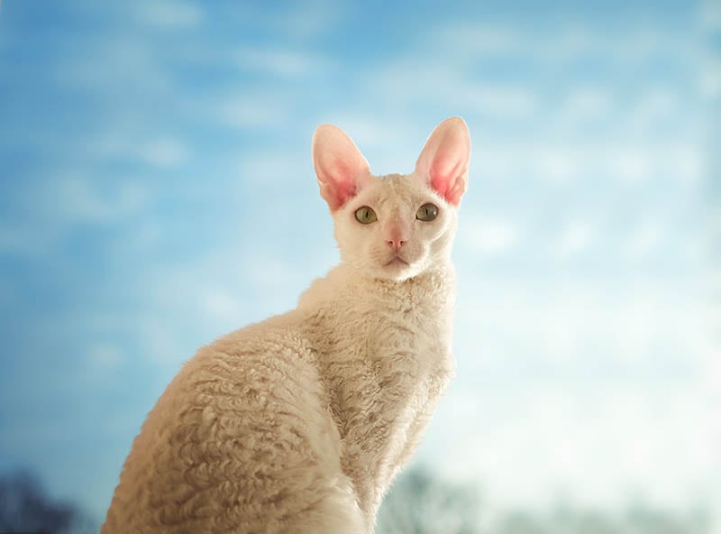 Young Cornish Rex cat looking straight