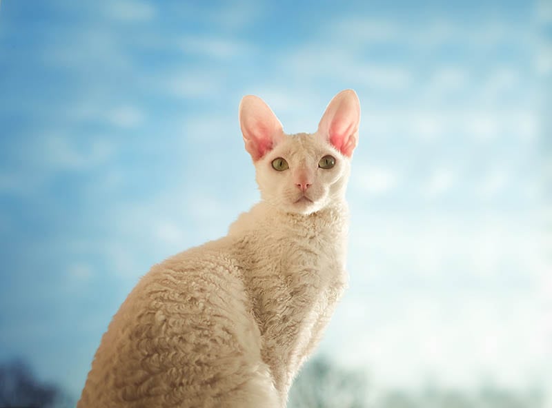Cornish rex hot sale hypoallergenic