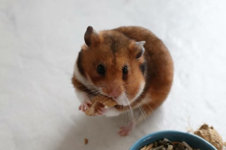 How Long Can a Hamster Go Without Food & Water? Vet Reviewed Care Tips