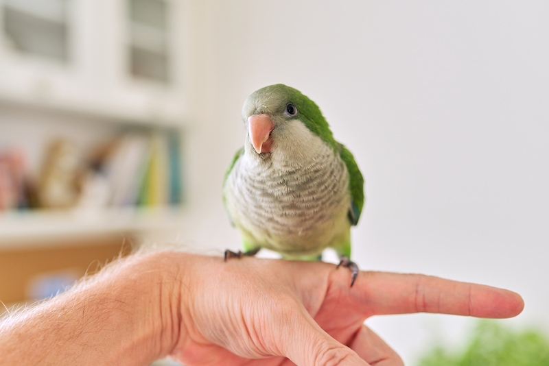 Young green parrot chick quaker on a man's hand at home