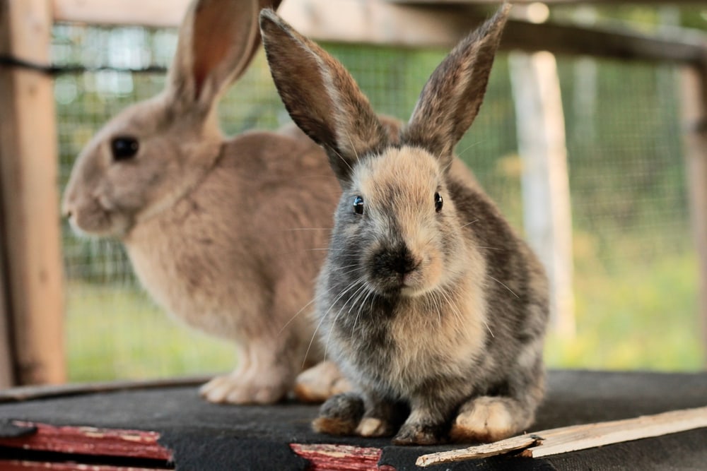 Young male harlequin Gotland rabbit