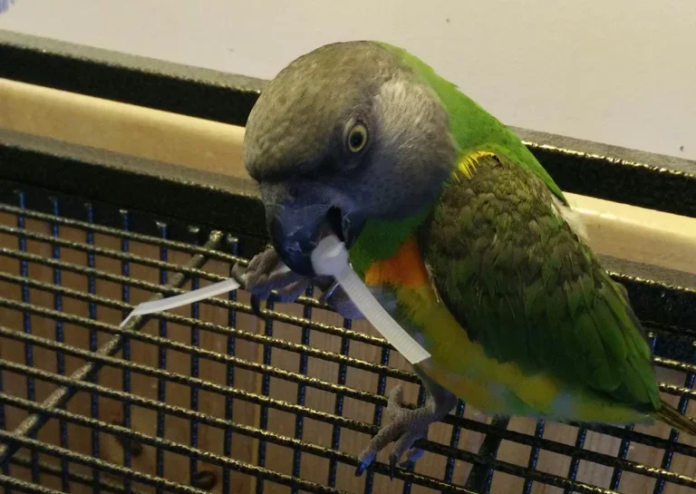 Zip tie bird toy