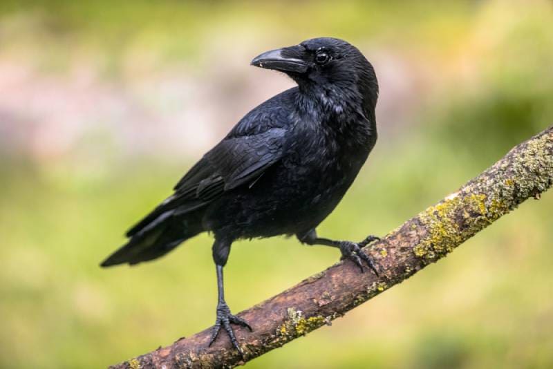 a crow perched on a tree branch outdoors