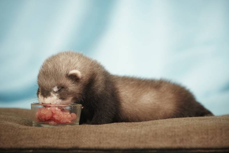 a ferret eating raw meat from a glass bowl