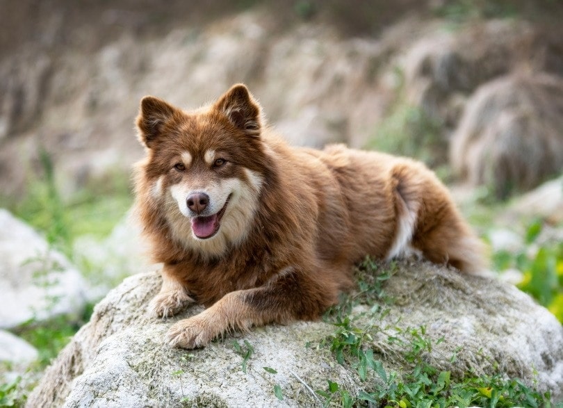 a finnish lapphund dog resting on a rock