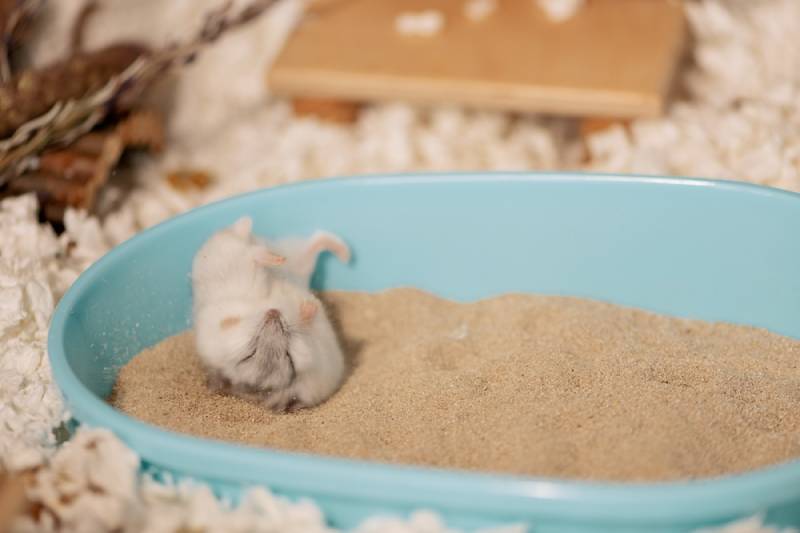 a hamster cleaning its fur in a sand bath