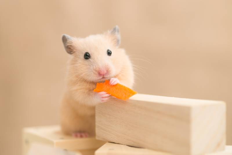 a hamster eating a piece of carrot