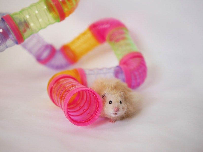 a hamster next to a tube maze
