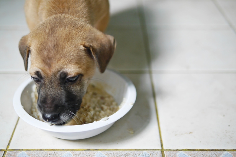 a puppy eating gruel in a bowl