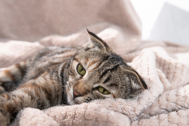 a sick or sad looking cat lying on a blanket