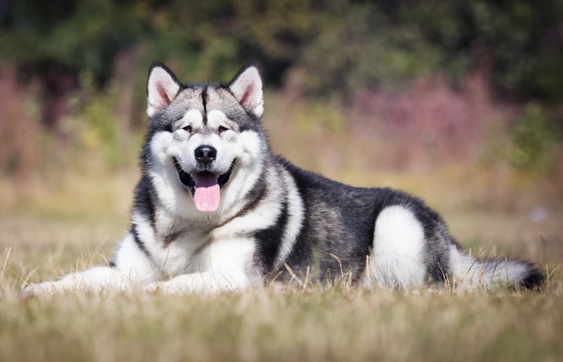 alaskan malamute dog lying on the grass