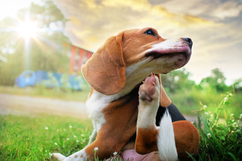 beagle dog scratching its face