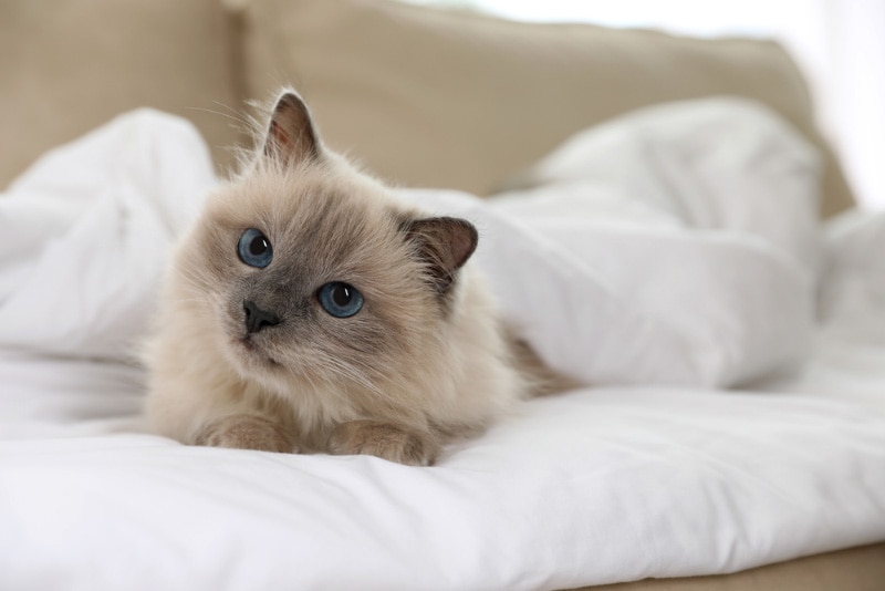 birman cat lying on bed