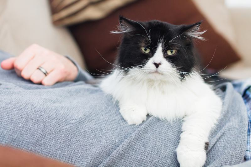 black and white long haired adult persian mix cat laying on top of a man's stomach