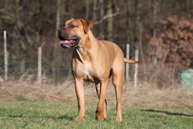boerboel dog standing on grass