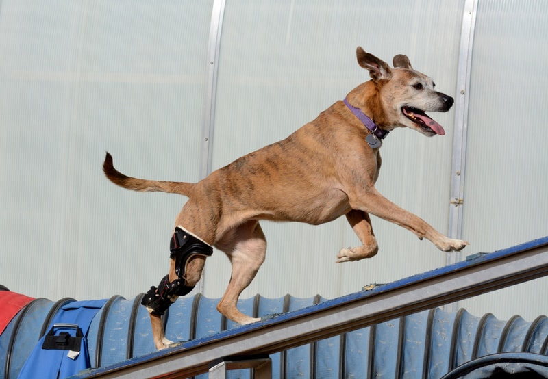 boxer mixed dog with knee braces