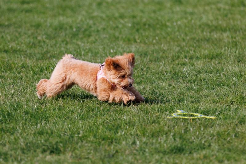 brown Irish Soft-Coated Wheaten Terrier with a Puppy haircut